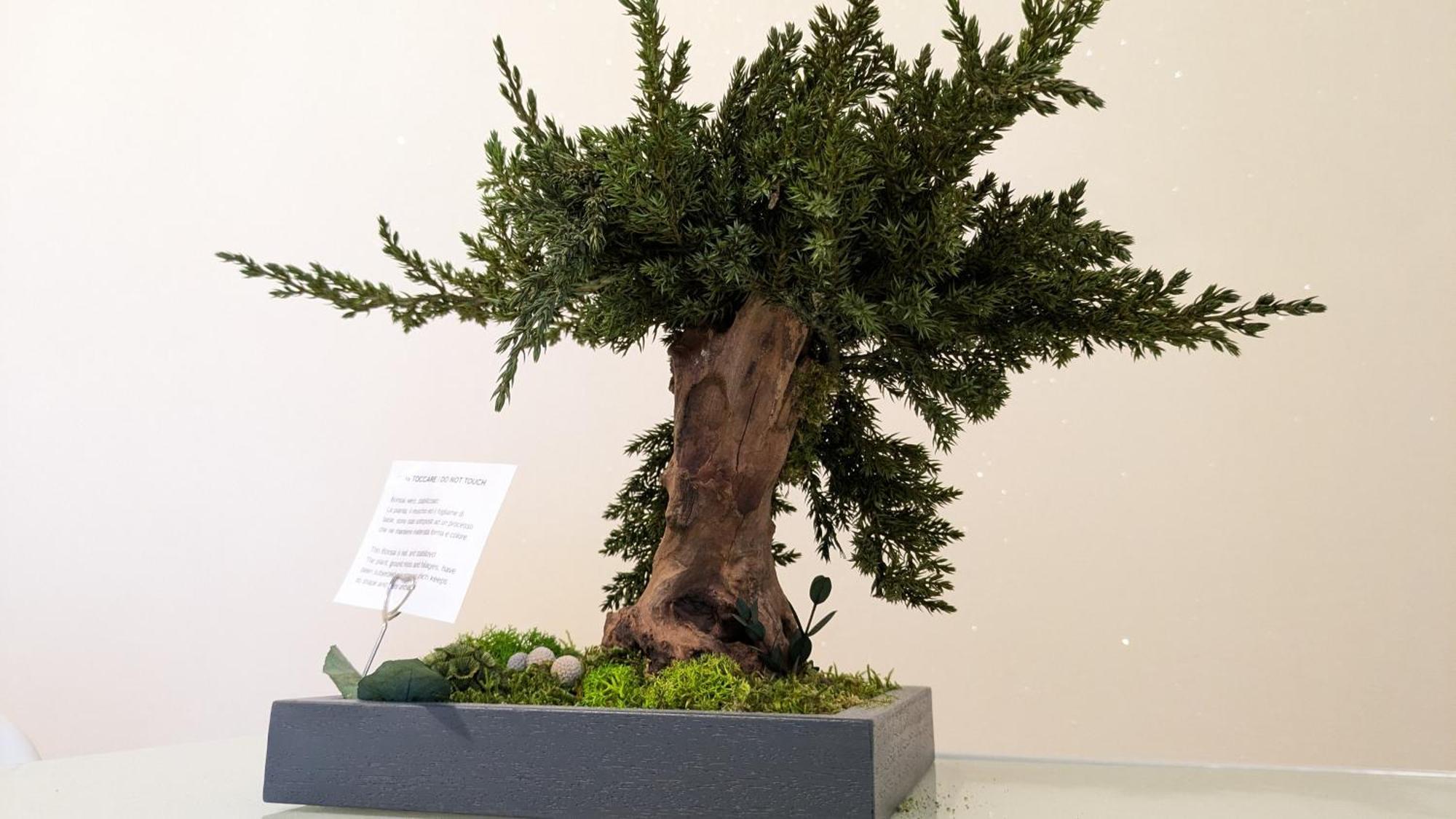 Bonsai Bed & Breakfast Fiumicino Eksteriør bilde